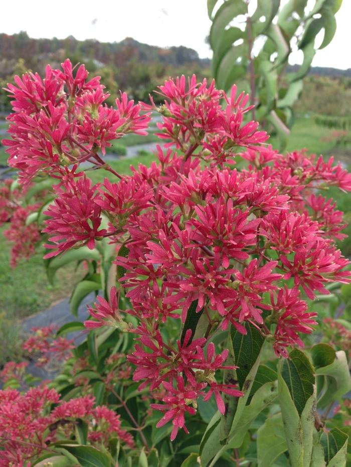 Heptacodium miconioides Temple of Bloom&reg;