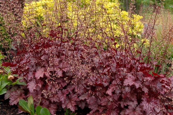 Heuchera Amethyst Myst
