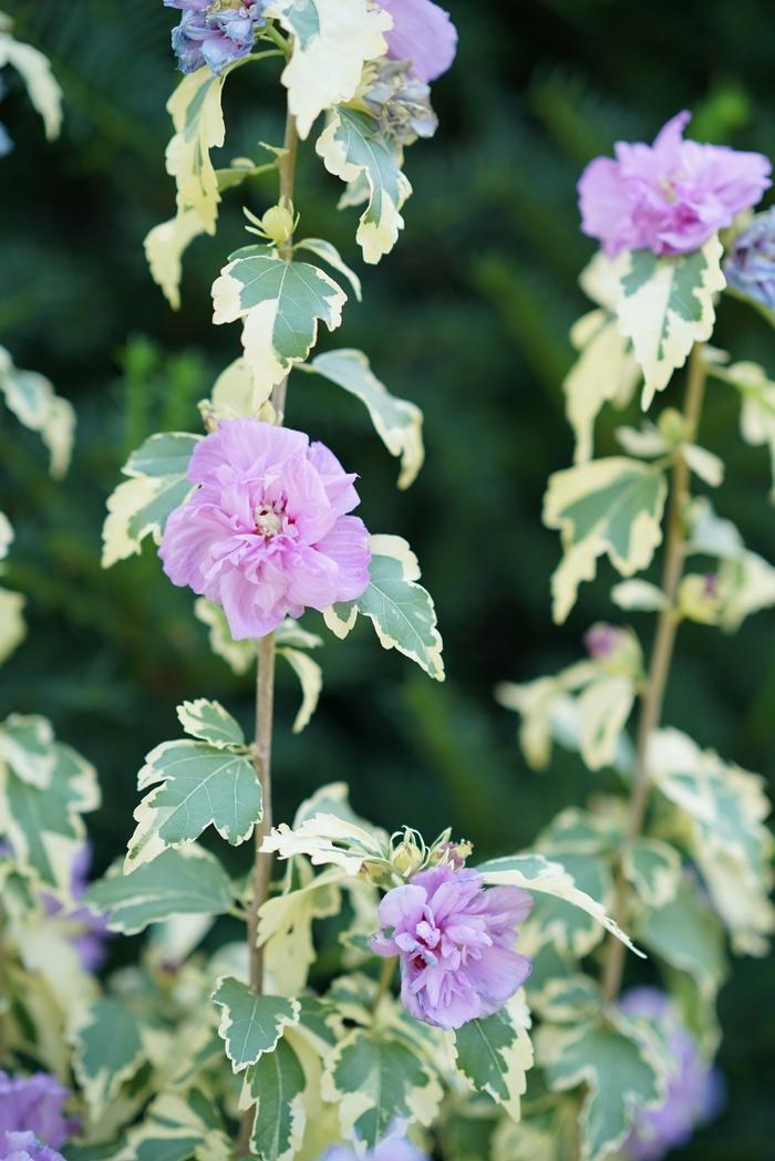 Hibiscus syriacus Sugar Tip&reg; Gold