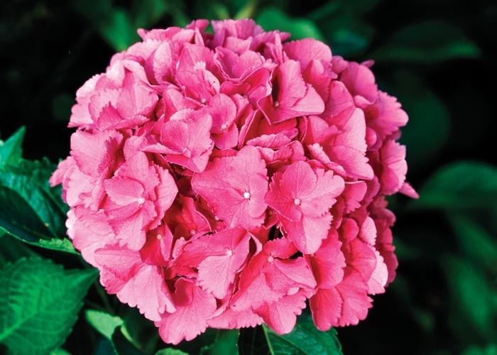 Hydrangea macrophylla Cityline&reg; Venice