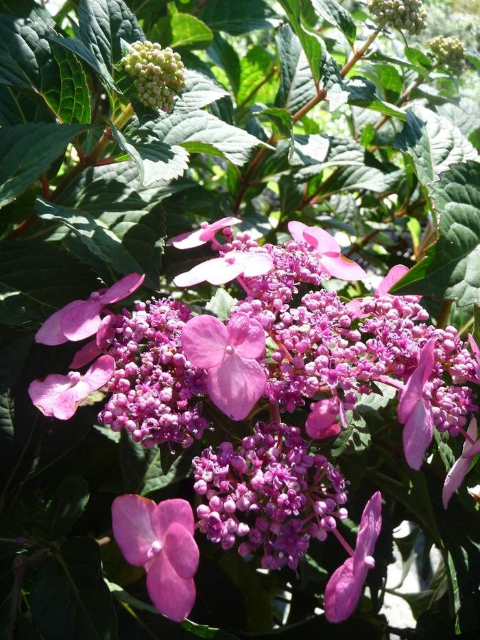 Hydrangea macrophylla Twist-n-Shout