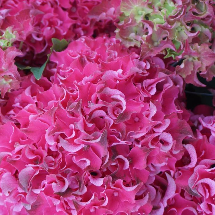 Hydrangea macrophylla Magical&reg; Frill Ride