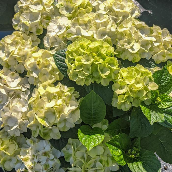 Hydrangea macrophylla Grin and Tonic&trade;