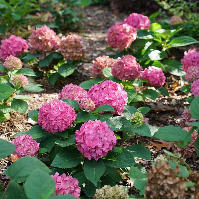 Hydrangea Let's Dance&reg; Arriba!&reg;