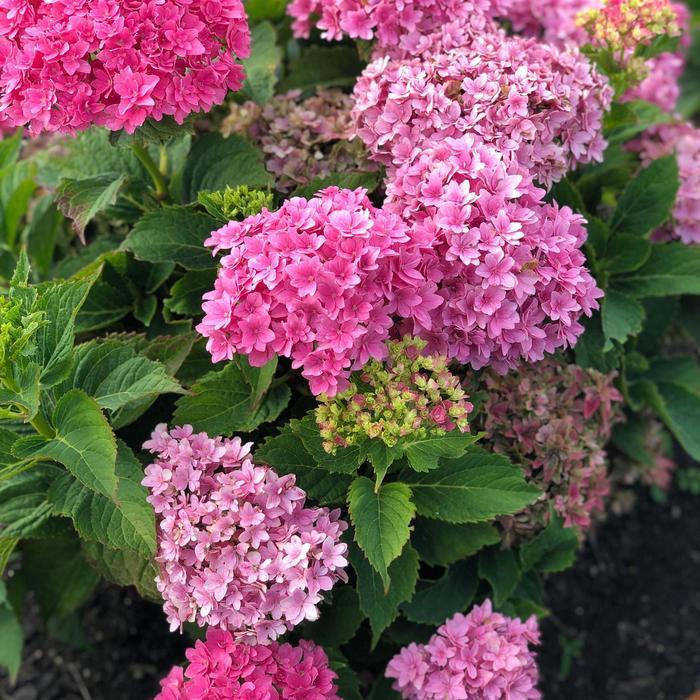 Hydrangea macrophylla Starfield&trade;