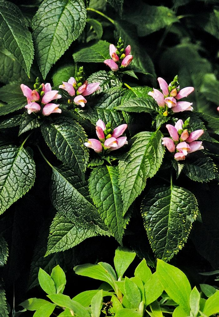 Chelone lyonii Pink Temptation