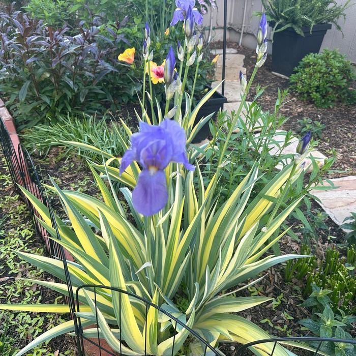Iris pallida Aureovariegata