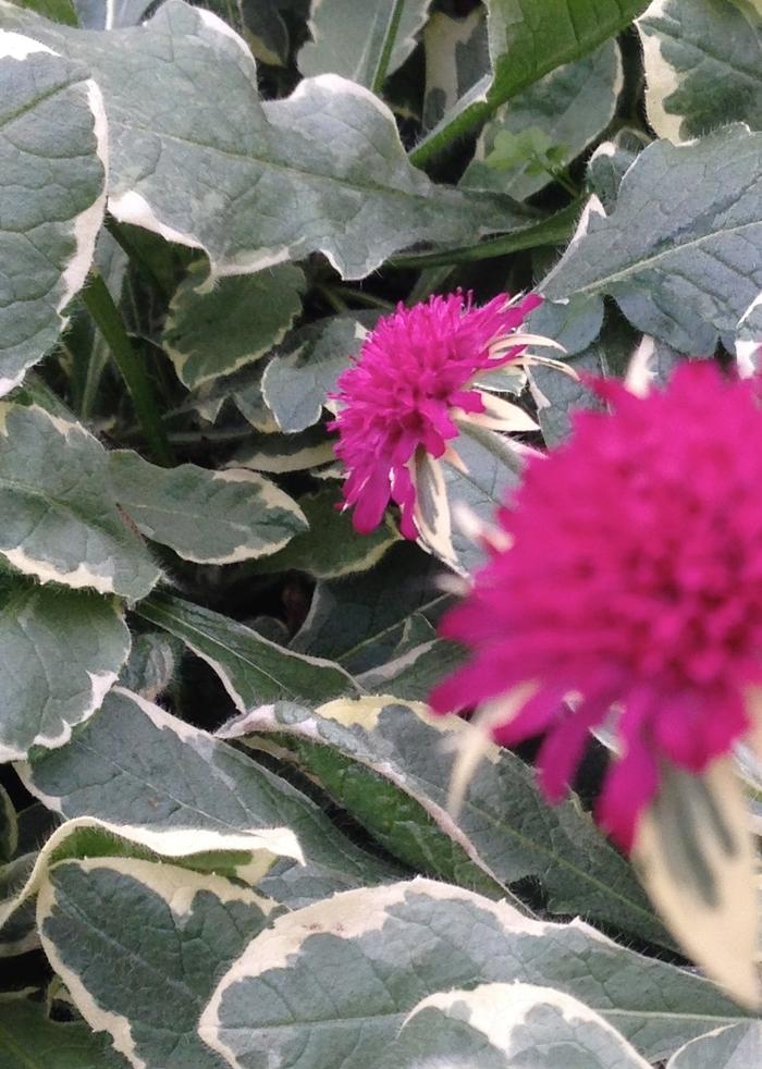 Knautia macedonica Thunder and Lightning