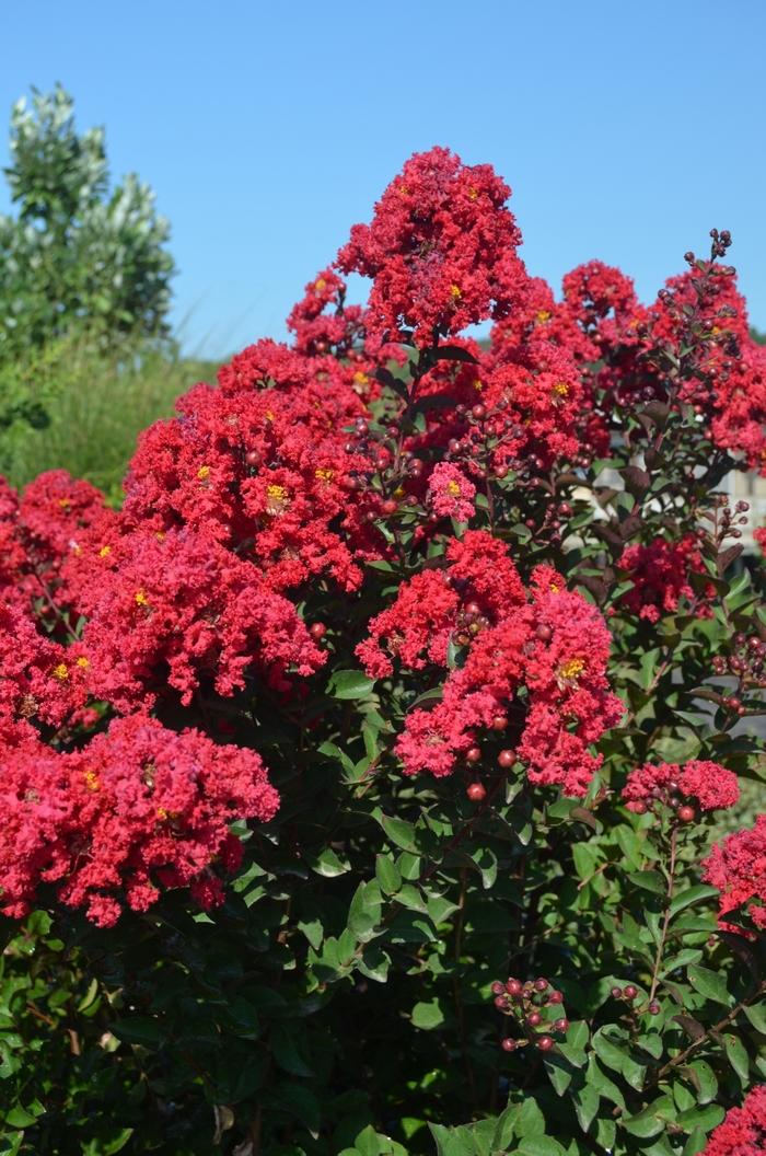 Lagerstroemia Princess&trade; Holly Ann