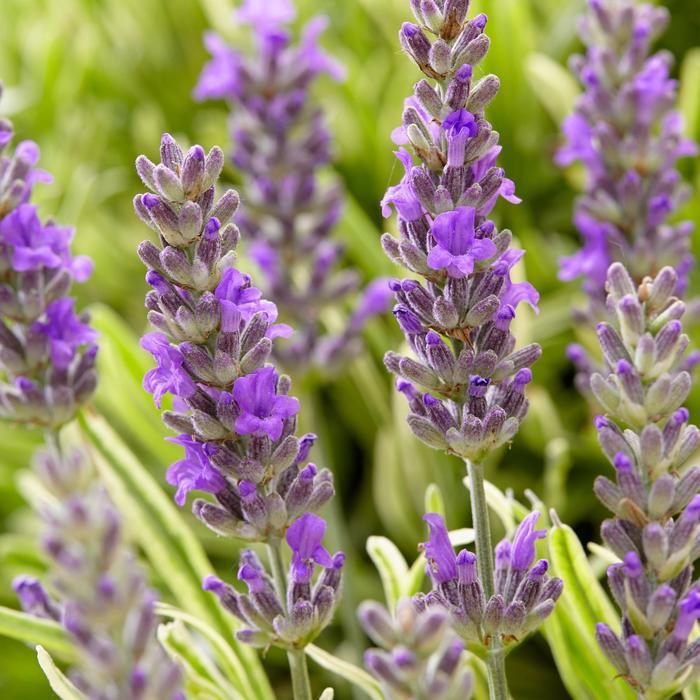 Lavandula angustifolia Platinum Blonde&trade;