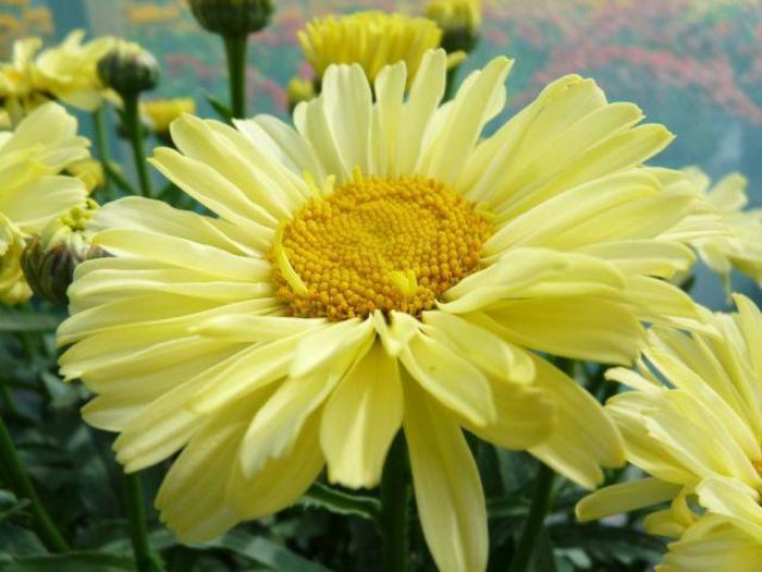 Leucanthemum x superbum Realflor&reg; CC Real Sunbeam
