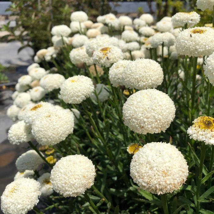 Leucanthemum x superbum Realflor&reg; CC Real Tiny Bubbles