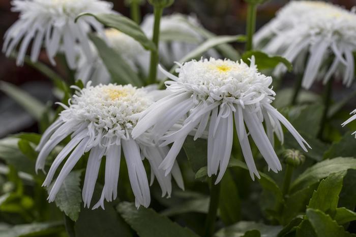 Leucanthemum x superbum Carpet Angel&reg;