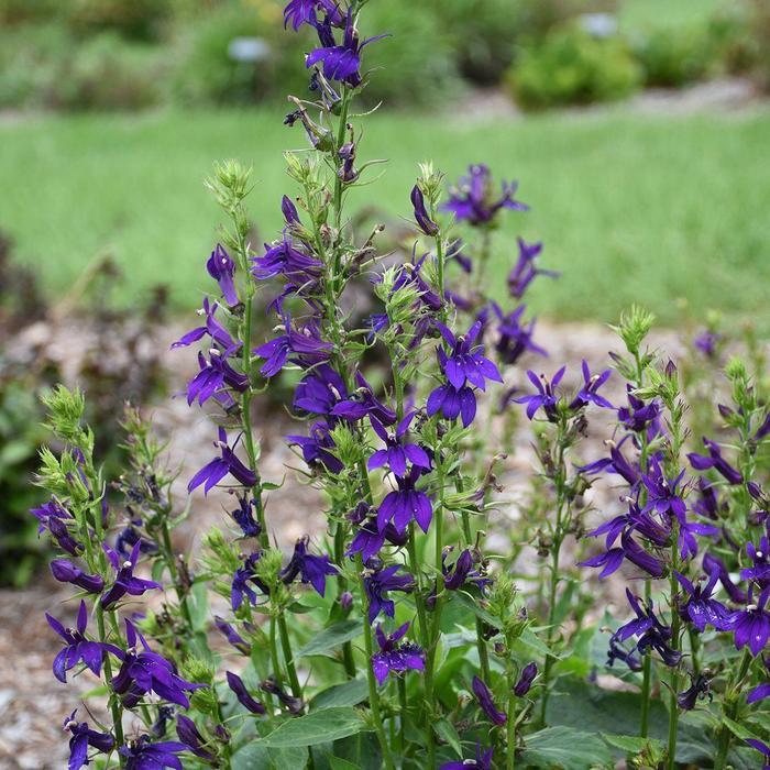 Lobelia x speciosa Starship&trade; Blue 