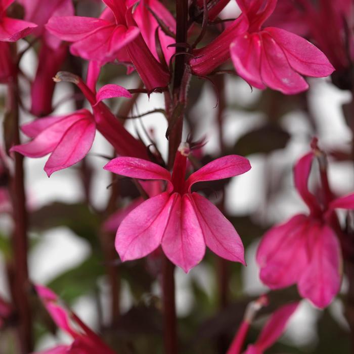 Lobelia x speciosa Starship&trade; Rose