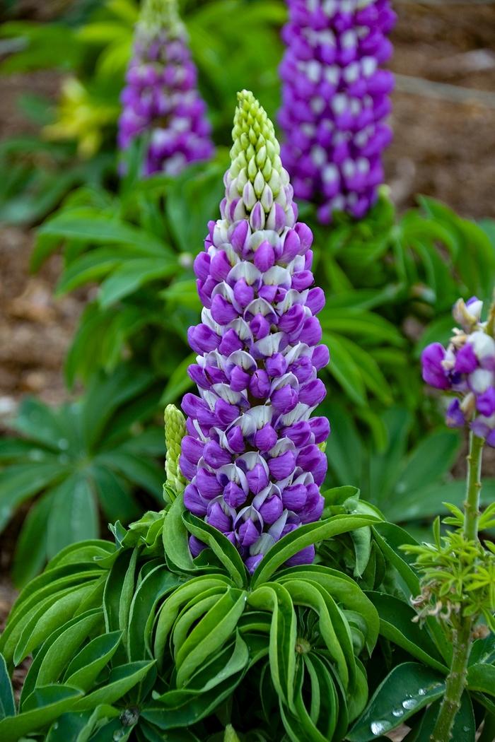 Lupinus polyphyllus Mini Gallery&trade; Blue Bicolor