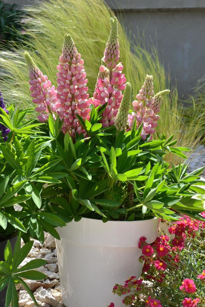 Lupinus polyphyllus Mini Gallery&trade; Pink Bicolor