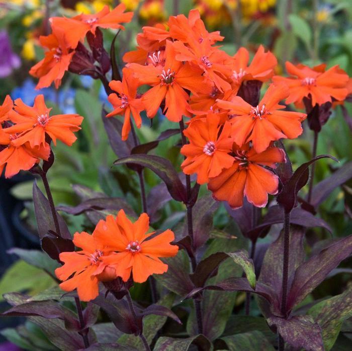 Lychnis coronaria Orange Gnome (Orange Zwerg)