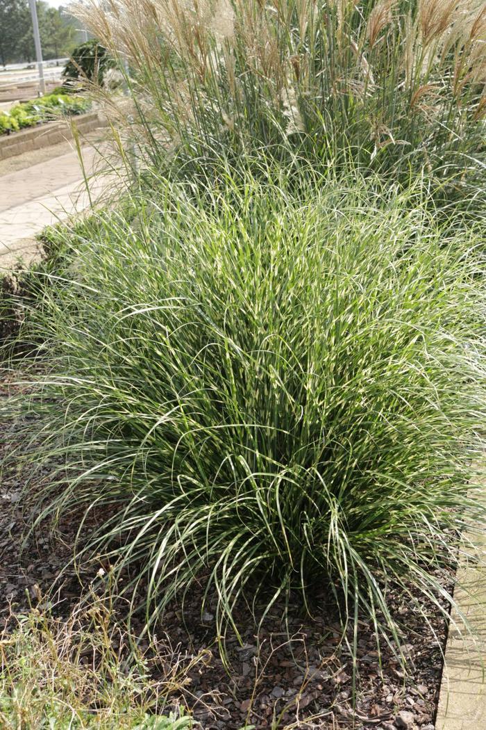 Miscanthus sinensis Bandwidth
