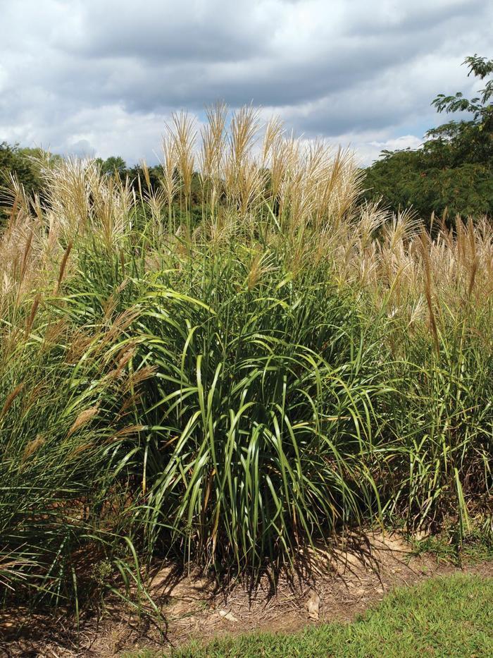 Miscanthus sinensis My Fair Maiden&trade;