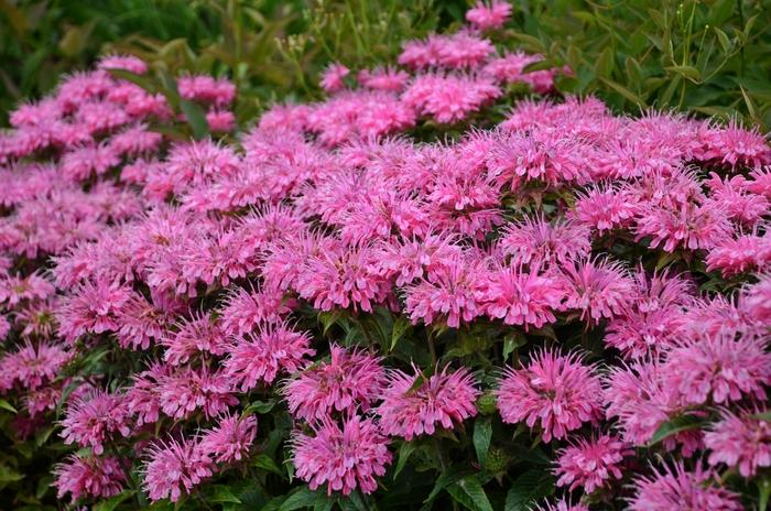 Monarda didyma Sugar Buzz&reg; Bubblegum Blast