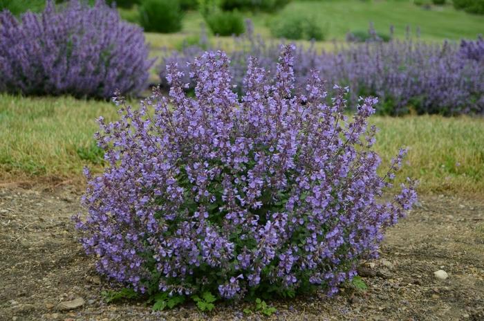 Nepeta x faassenii Kitten Around