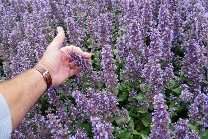 Nepeta x faassenii Whispurr&trade; Blue