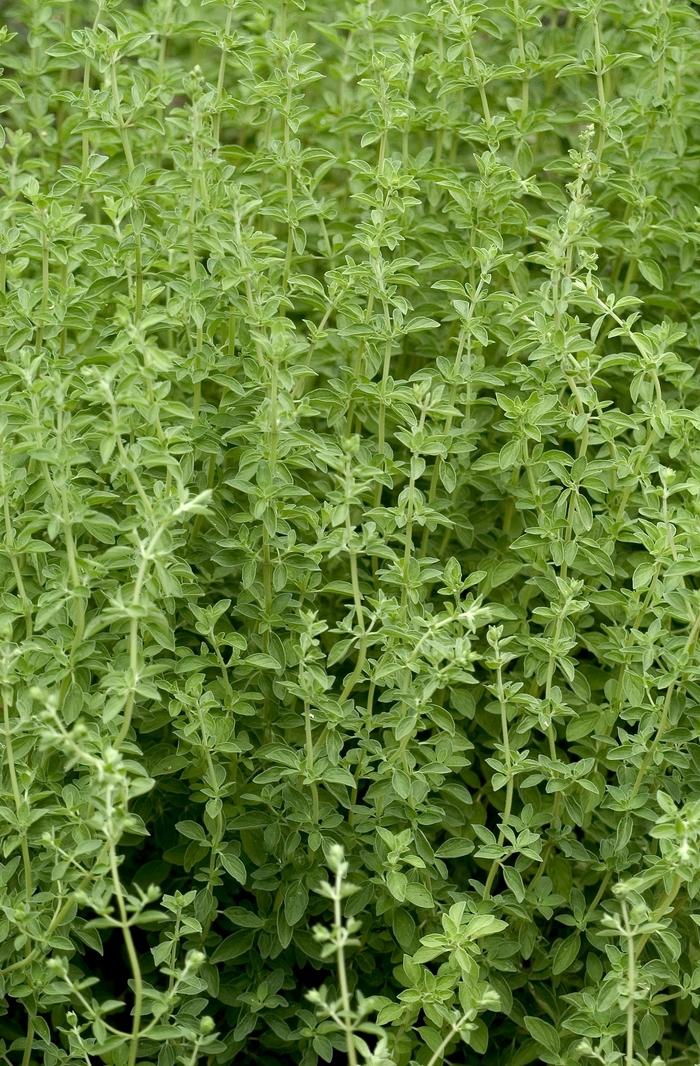 Origanum majorana 