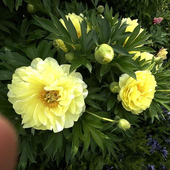Paeonia Bartzella