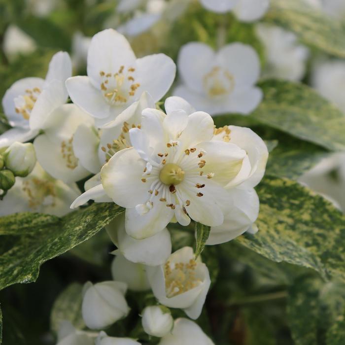 Philadelphus coronarius Illuminati Sparks&trade;