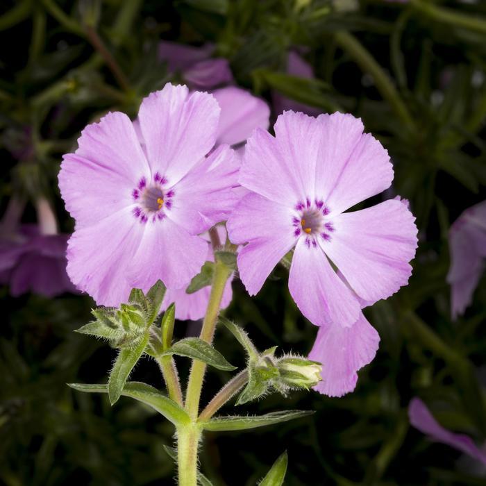 Phlox subulata Phlox Trot&trade;