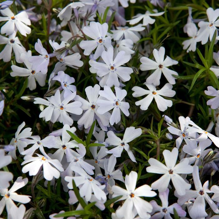 Phlox subulata Early Spring&trade; Lavender
