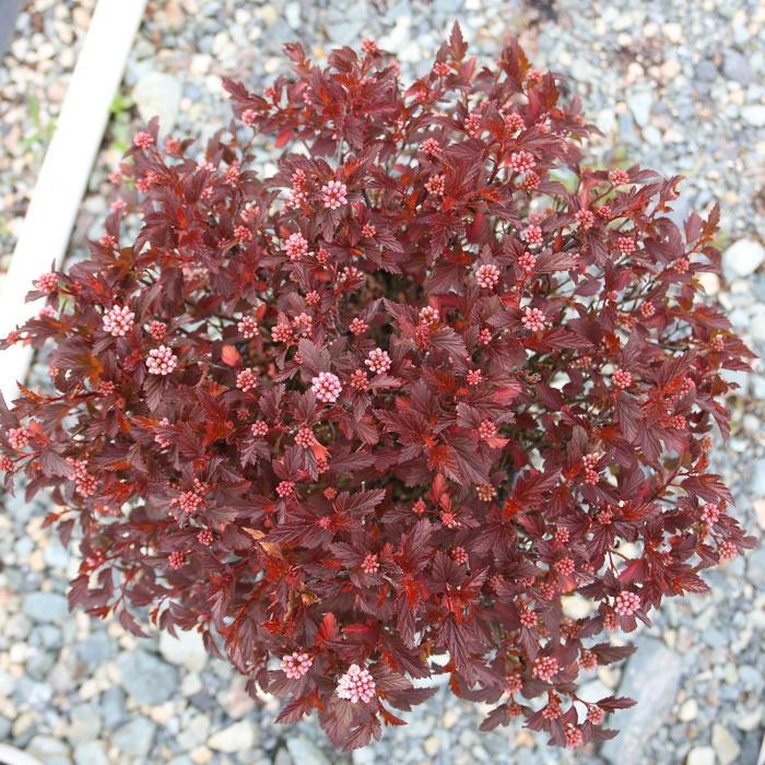 Physocarpus opulifolius Calico Kitty&trade;