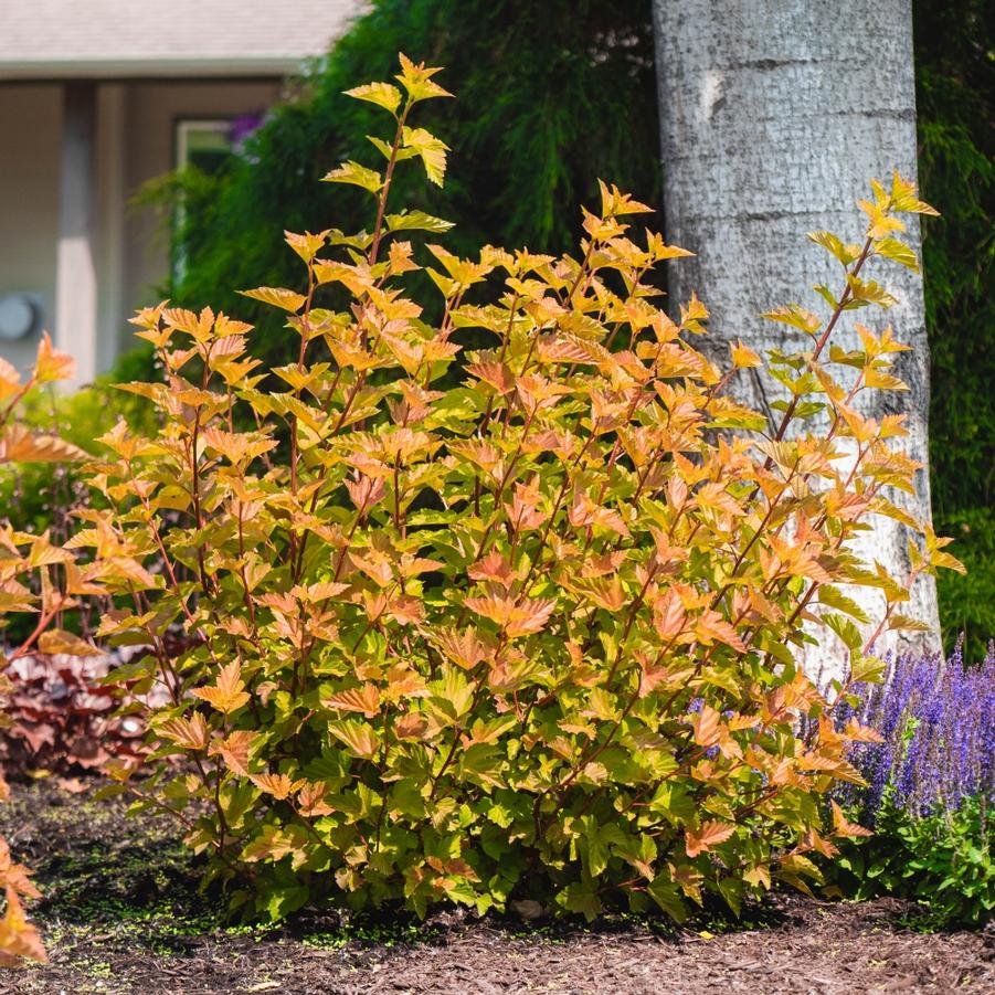Physocarpus opulifolius 'Savannah Sunset™' - Ninebark from Bloomin' Easy