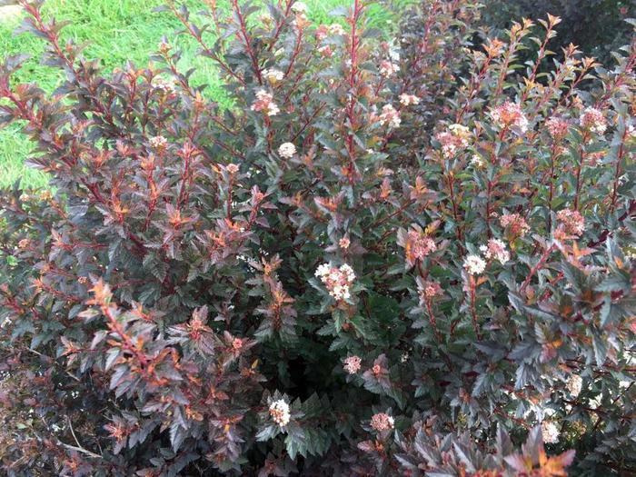 Physocarpus opulifolius Sweet Cherry Tea&trade;