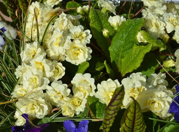 Primula vulgaris Belarina&reg; Cream 