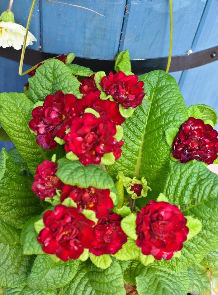 Primula vulgaris Belarina&reg; Valentine