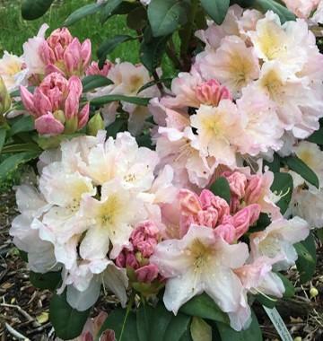 Rhododendron 'Holden's Peach' - Rhododendron from Brigg's Nursery