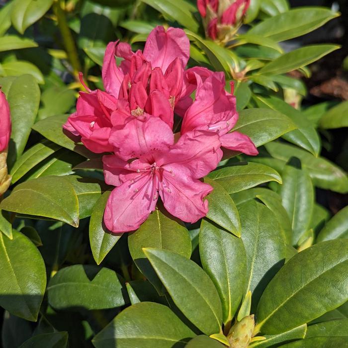 Rhododendron Holden's Pink