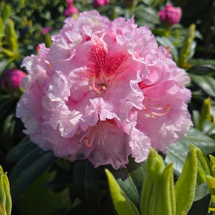Rhododendron Holden's Pink Flare