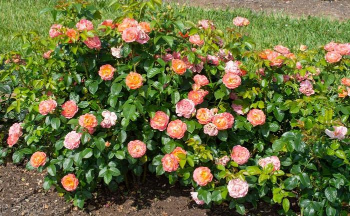 Rosa Knock Out&reg; Orange Glow&trade;