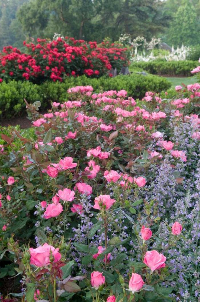 Rosa Knock Out&reg; Pink