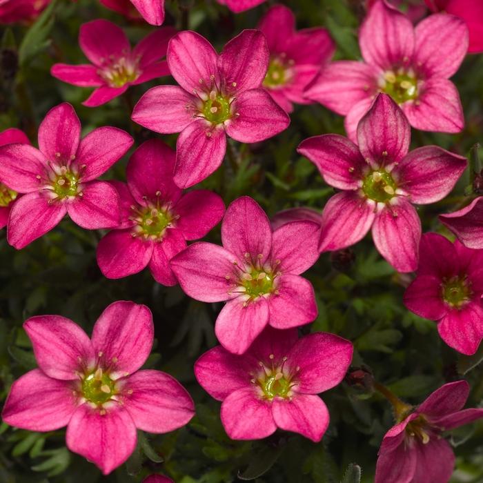 Saxifraga x arendsii Alpino Early&trade; Carnival
