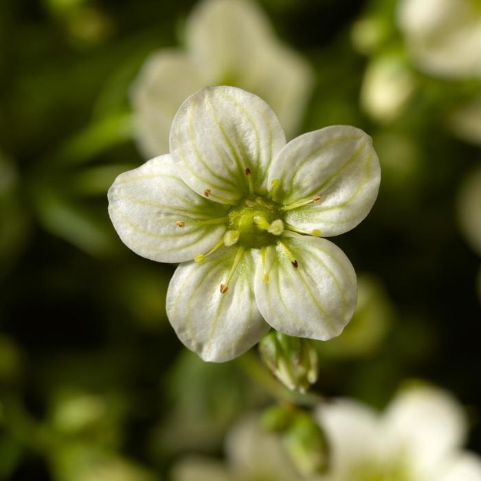 Saxifraga x arendsii Alpino Early&trade; Lime