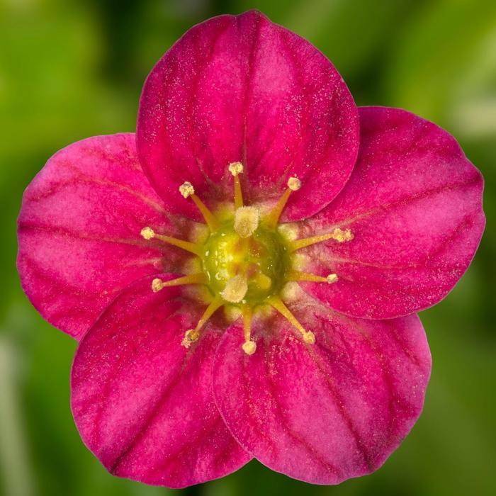 Saxifraga x arendsii Alpino Early&trade; Rose