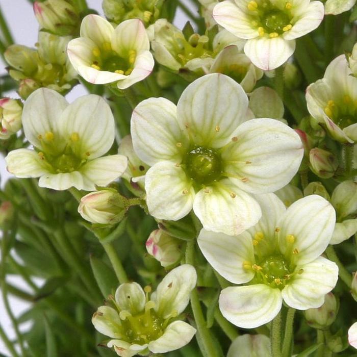 Saxifraga x arendsii Touran&trade; Limegreen