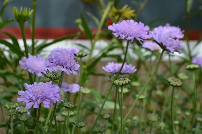 Scabiosa columbaria Flutter&trade; Deep Blue