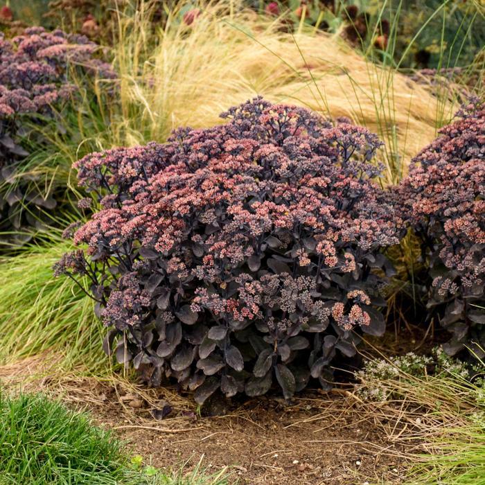 Sedum Rock 'N Grow&reg; Back in Black