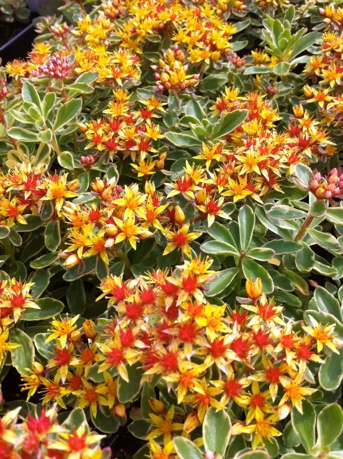 Sedum kamtschaticum f. variegatum 