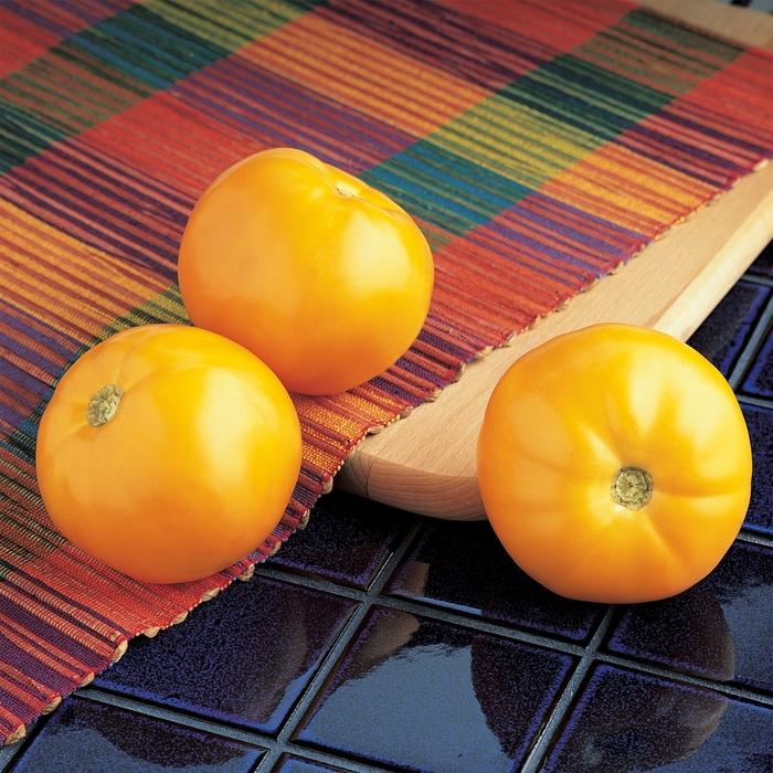 Solanum lycopersicon Carolina Gold